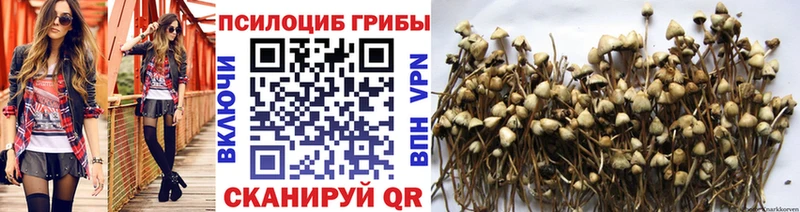 Галлюциногенные грибы Psilocybine cubensis  Пятигорск 